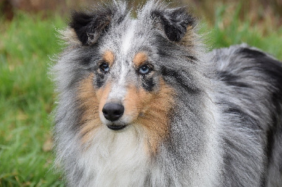 Étalon Shetland Sheepdog - L'île de bounty bleue de l'Angelarde