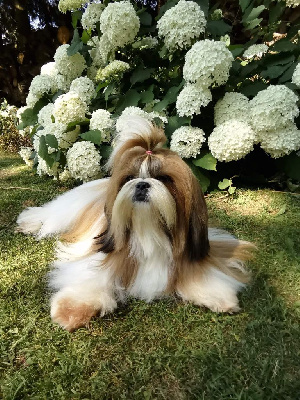 Étalon Shih Tzu - CH. Tangalyfall touch of golden lady