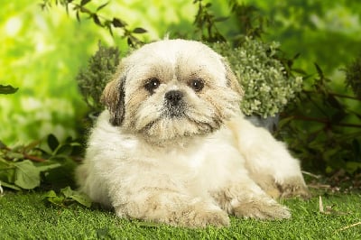 Étalon Shih Tzu - Renette de l eternel mitness