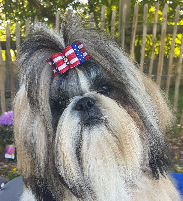 Étalon Shih Tzu - CH. miralan's ''starbuck