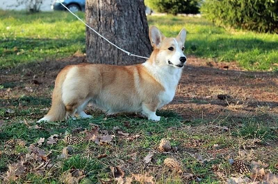 Étalon Welsh Corgi Pembroke - victoria amatoria Valkyria