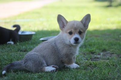 Étalon Welsh Corgi Pembroke - Tagada des Douces Merveilles