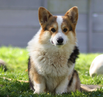 Étalon Welsh Corgi Pembroke - Rimak des Prestiges d'Aranjuez