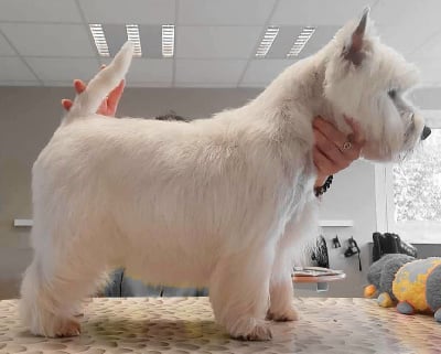 Étalon West Highland White Terrier - Sucrette Du moulin de labatut