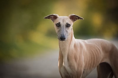 Étalon Whippet - Remarquable romane des Sélénides