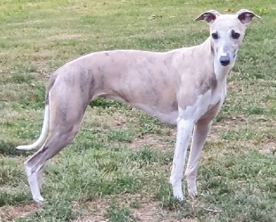 Étalon Whippet - Majestie de la romance des damoiseaux