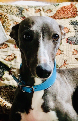 Étalon Whippet - Oiselle De L’Hostel De Pinoy