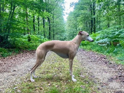 Étalon Whippet - Sairina Des Terres De Gwalarn