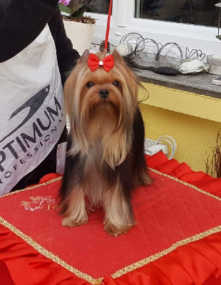 Étalon Yorkshire Terrier - Mad Square Garden Stay'in alive