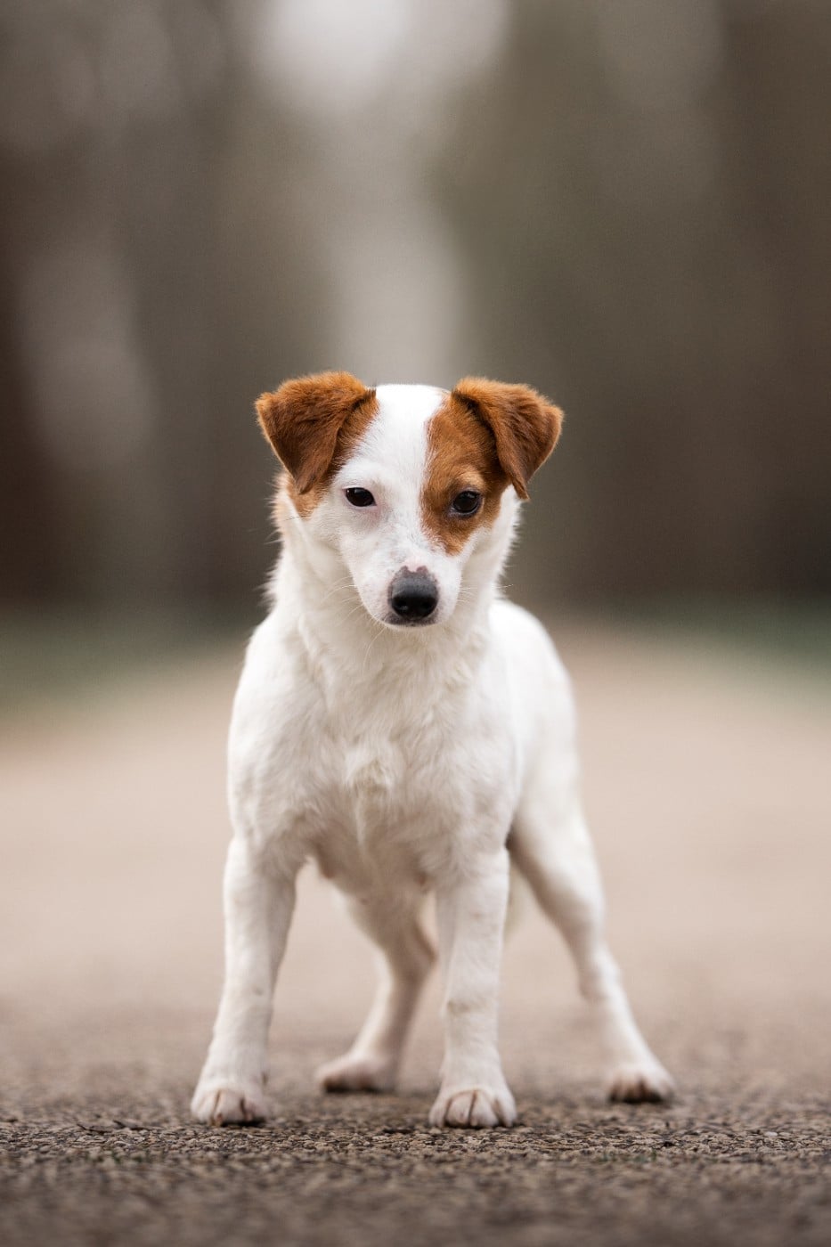 Publication : Du Giron 