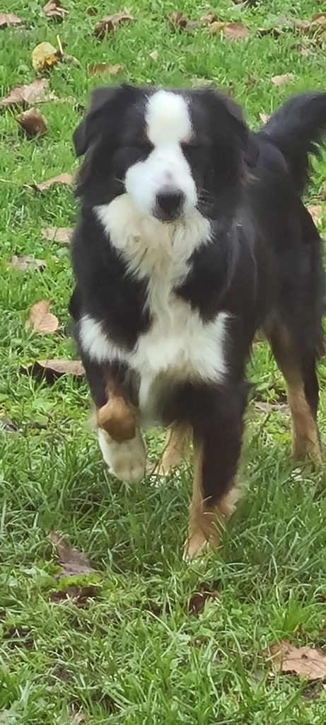 Publication : D'amour de la barbottiere Auteur : Valerie Walti