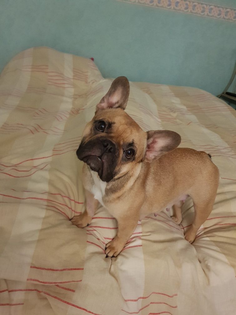 Publication : Des Anges De Mathéo 