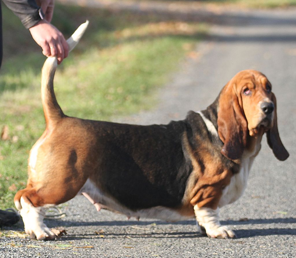 Publication : du Haras de la Vergne