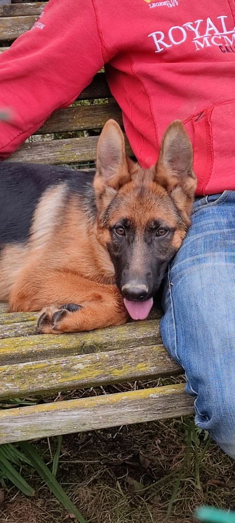 Publication : Des Monts Eternels Auteur : Des Monts Eternels