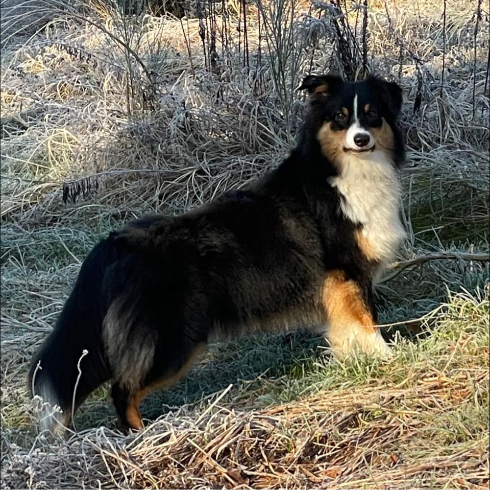 Publication : Des Rêves De Cassiopée