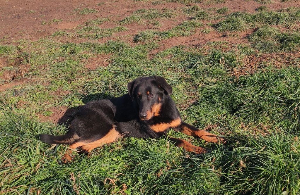 Publication : De La Grange D'Hollybug