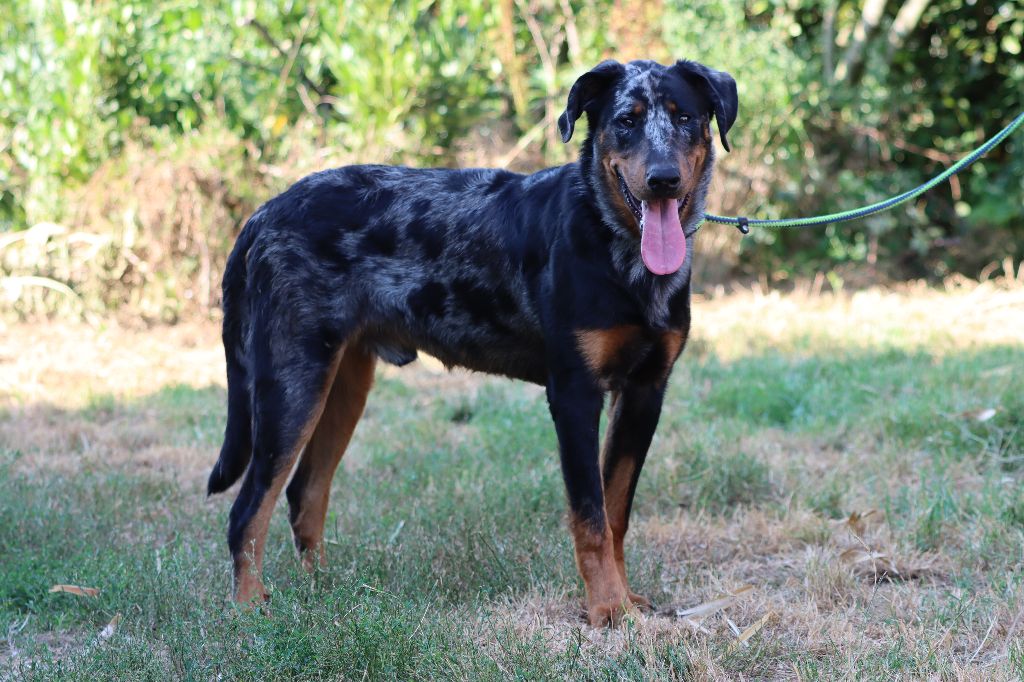 Publication : Of Gold In The Heart Auteur : MarÃ©va RIBES