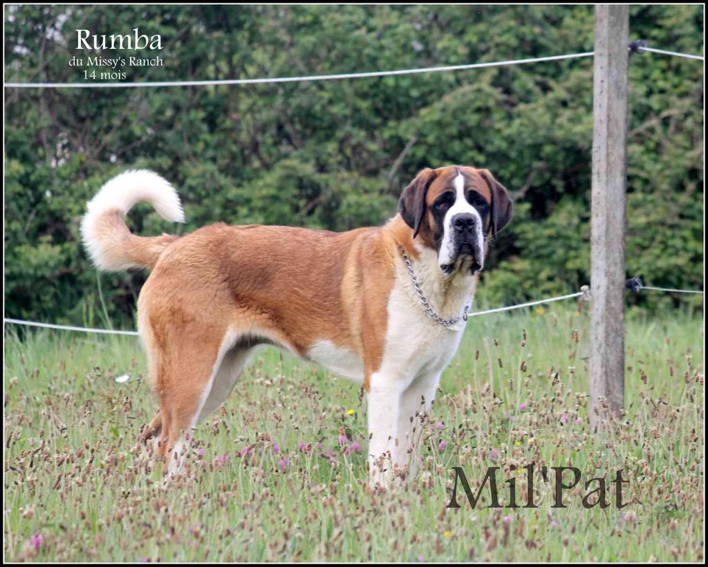 Publication : De La Montagne Aux Mil'pat