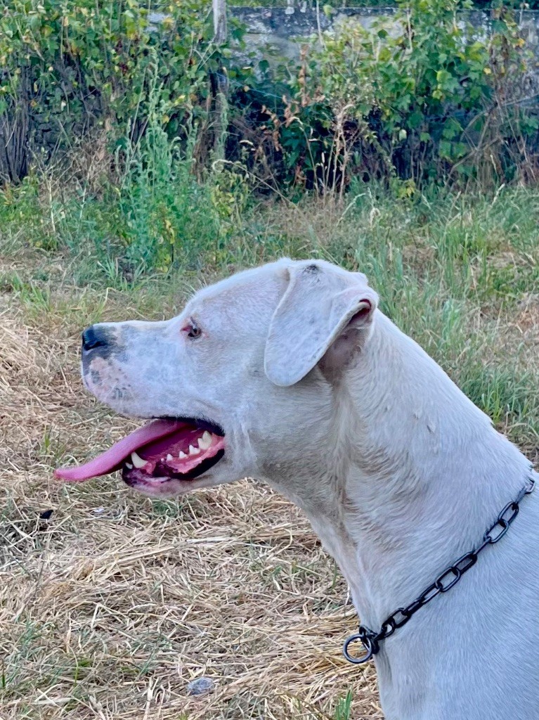 Publication : Des Pur sang D'aphrodite Auteur : Dpsa