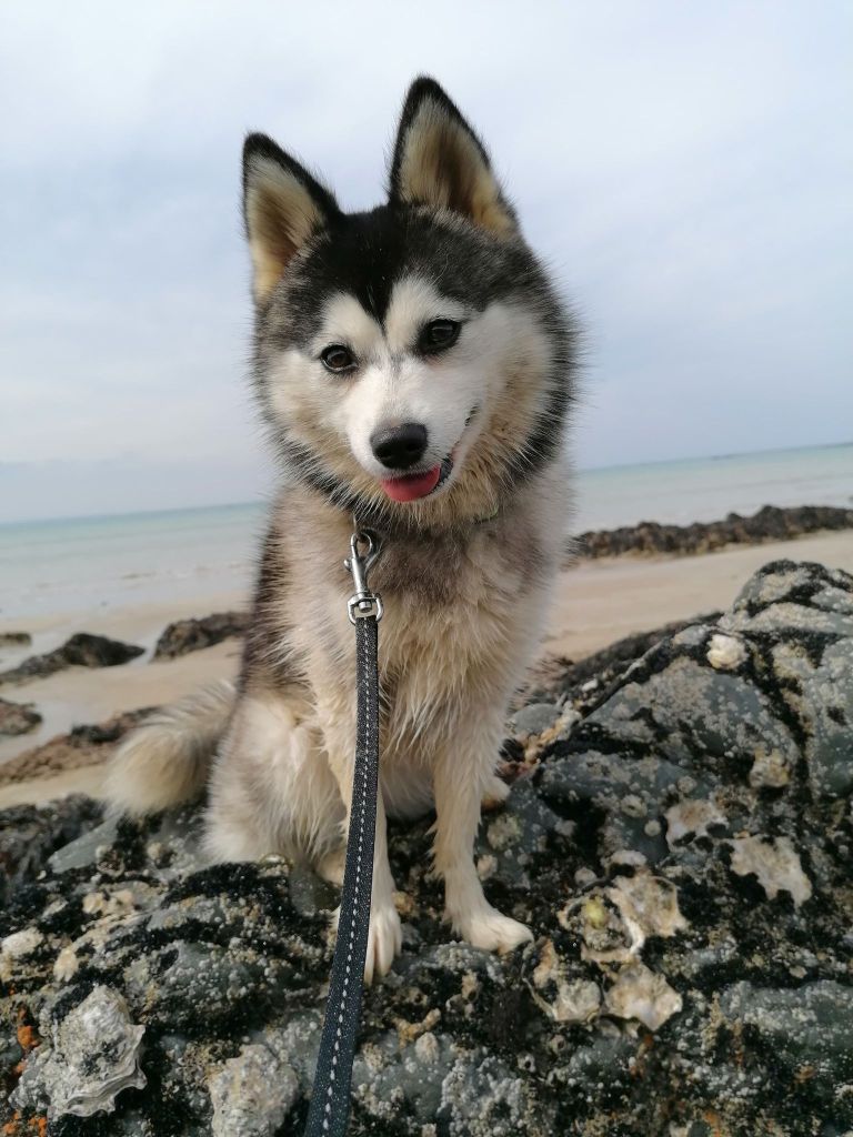 Publication : (Sans Affixe)