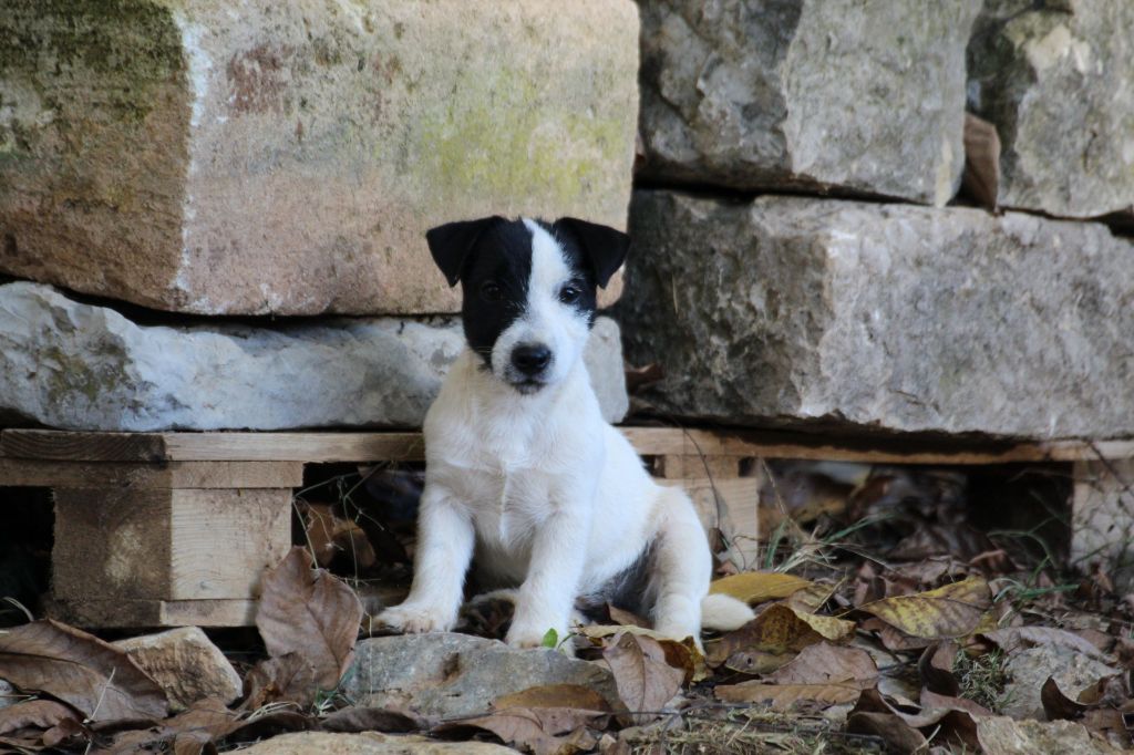 Publication : Des Gardiens De Mot Auteur : ELEVAGE DES GARDIENS DE MOT