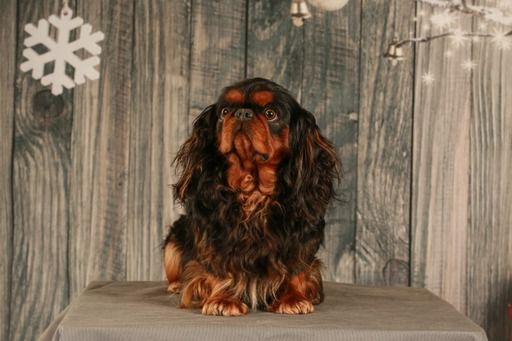 Publication : des brandes de beaulieu Auteur : PASCALE PARDO-LEGER 