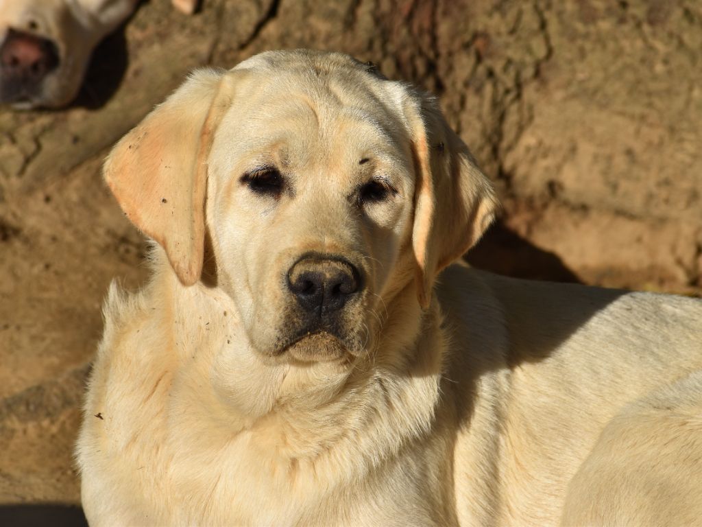 Publication : Du Moulin Sault 