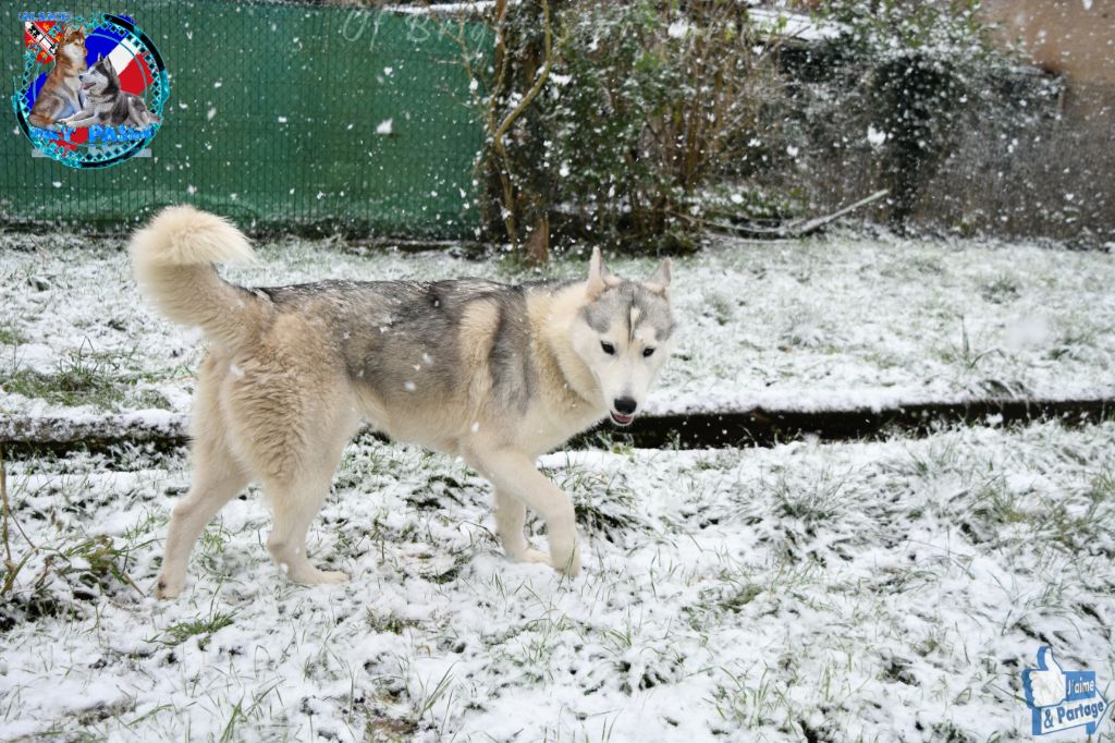 Publication : of Bright Star Syrius Auteur : Lepelletier Patrick