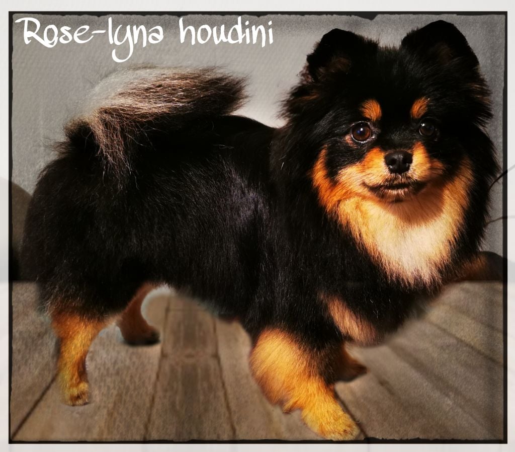 Publication : Des Pattes Impériales Auteur : Des pattes imperiales