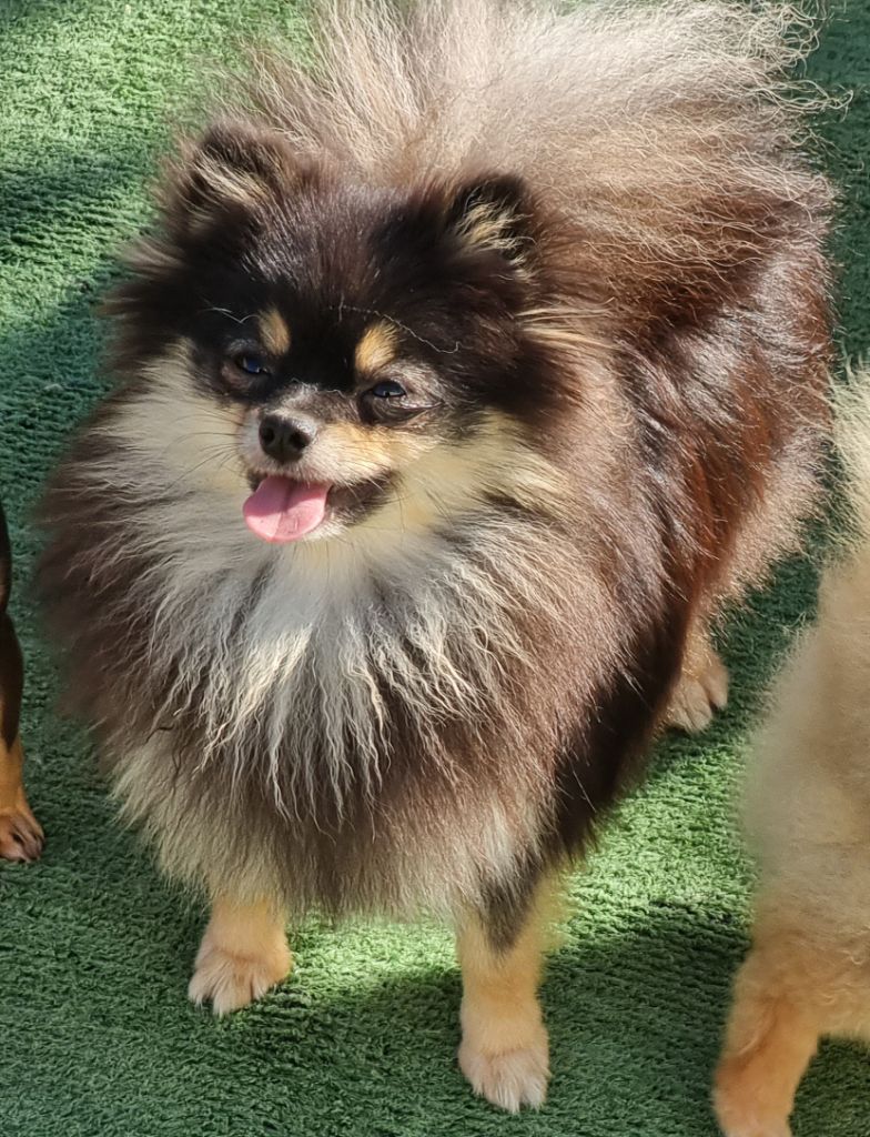 Publication : Du Domaine Angel Stars 