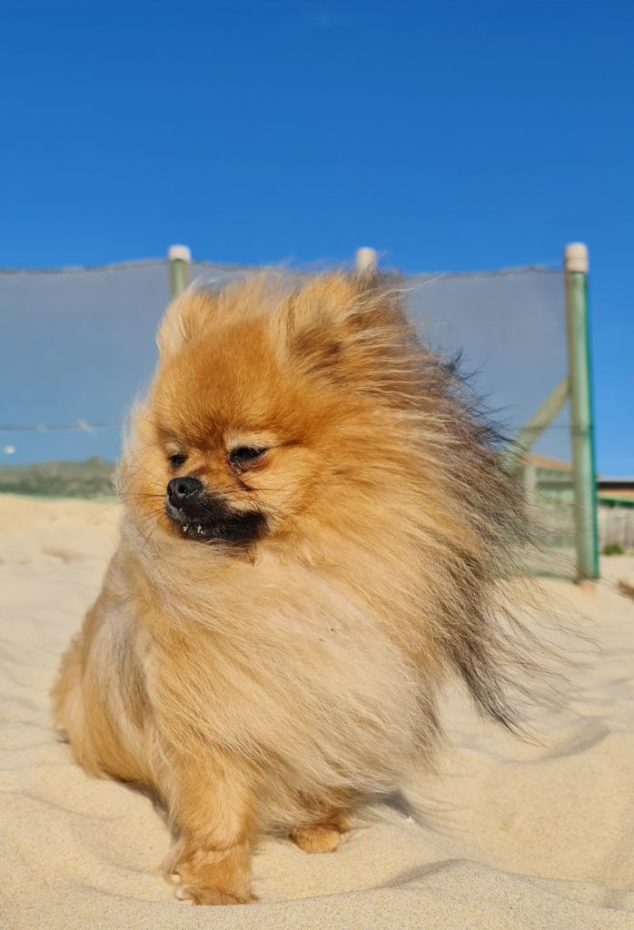 Publication : Du Domaine De La Pruneraie