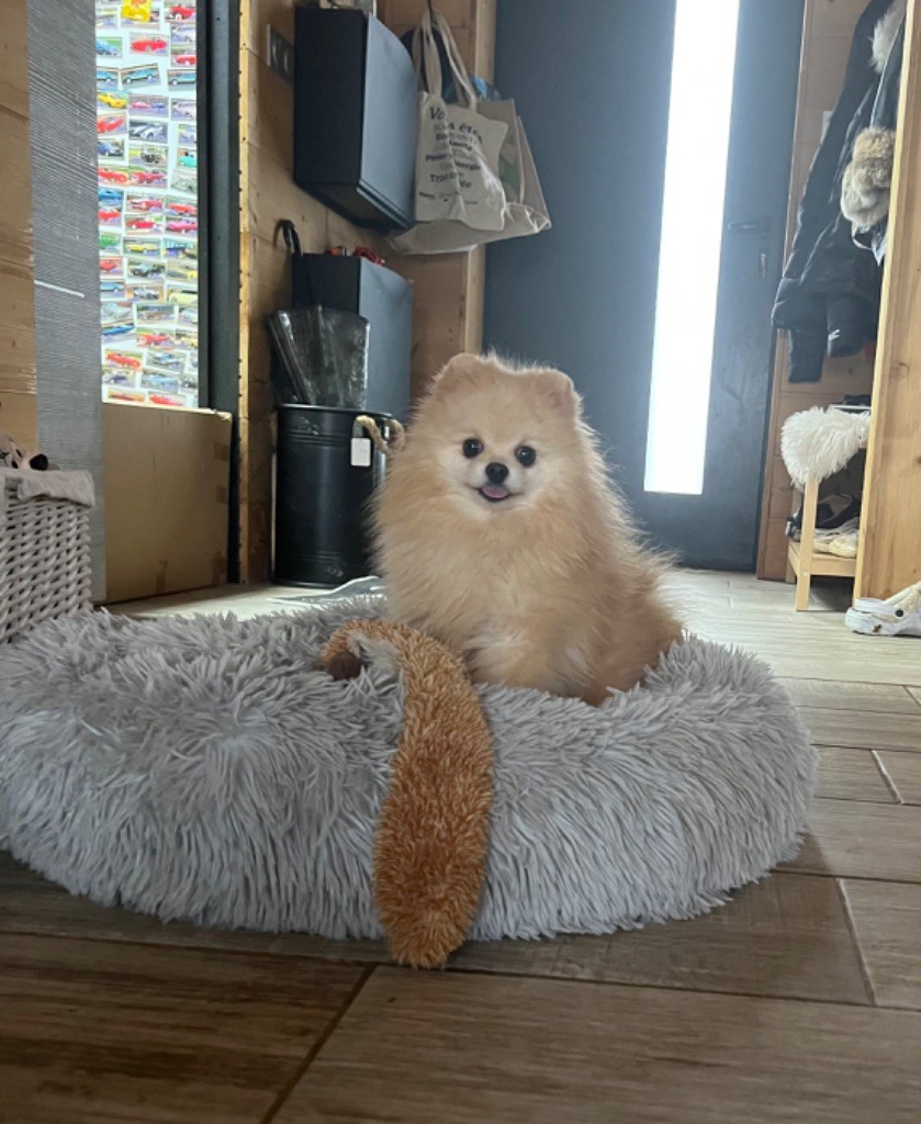 Publication : du royaume des petits Anges 