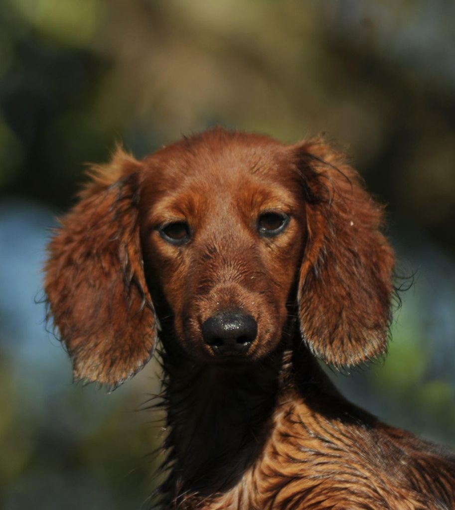Publication : des lutins de Cassiopée Auteur : des lutins de CassiopÃ©e