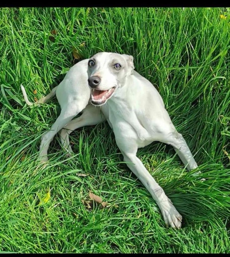 Publication : (Sans Affixe) Auteur : La petite madrague