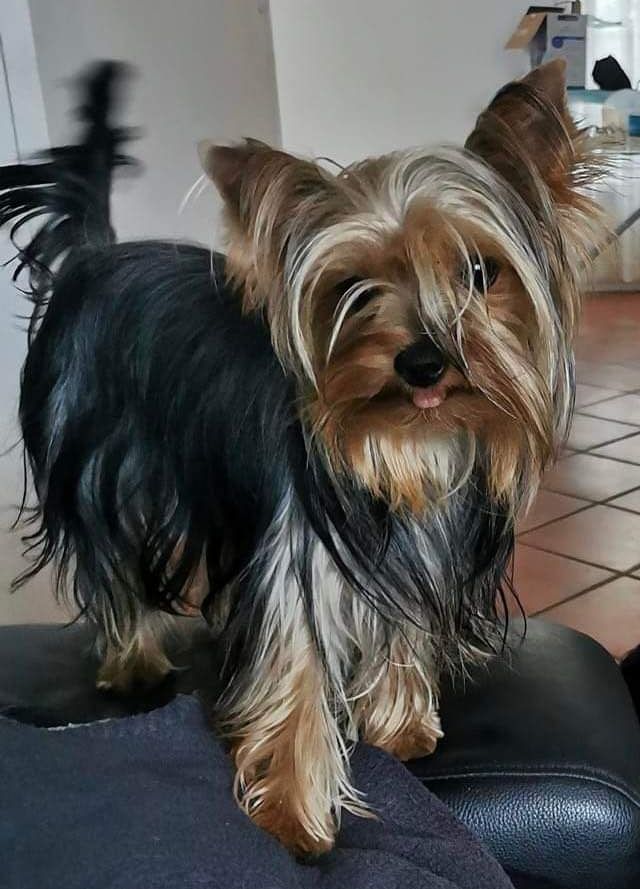 Publication : De L'ange Blanc Auteur : Fabienne Chevalier