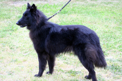 Étalon Berger Belge - Triskell black De condivicnum