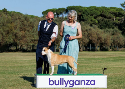 Étalon American Staffordshire Terrier - CH. This syrah is a good wine Du chemin des moulins