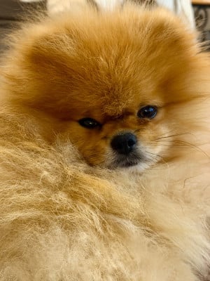 Étalon Spitz allemand - Velikolepnaya zvezda almaz (Sans Affixe)