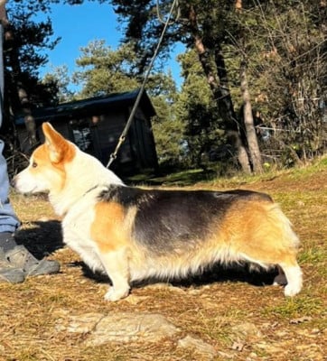 Étalon Welsh Corgi Pembroke - Ti'pan'da de l'Outsaïna