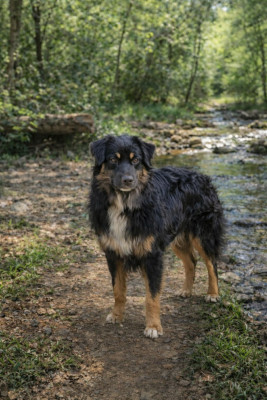 Étalon Berger Américain Miniature - Surprenant fondant Des Terres Ardentes De Gaia
