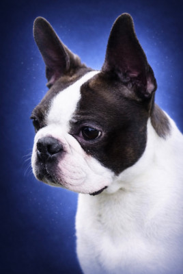 Étalon Boston Terrier - t-bo's Love on the rocks