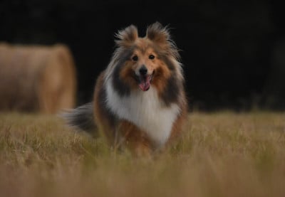 Étalon Shetland Sheepdog - Shooting star des Collines de Sagne