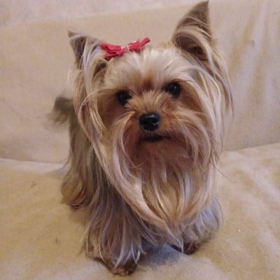 Étalon Yorkshire Terrier - Samantha De la cour de la fauconniere
