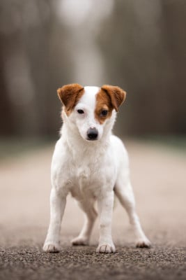 Étalon Jack Russell Terrier - Taffeta Du Giron