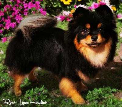 Étalon Spitz allemand - Rose-lyna houdini Des Pattes Impériales