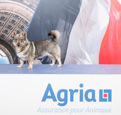 Étalon Spitz des Visigoths - CH. Skadi jotunheim Des Gardiens De Talbes