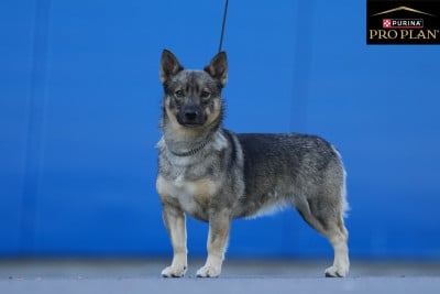 Étalon Spitz des Visigoths - CH. Snotra fensalir de la tourbière des dauges