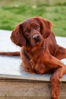 Étalon Setter irlandais rouge - Sir red wizard De La Fougue En Plaine