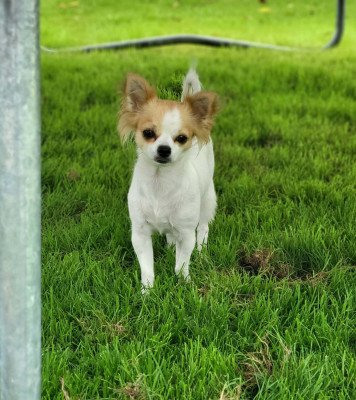 Étalon Chihuahua - Shupa shup