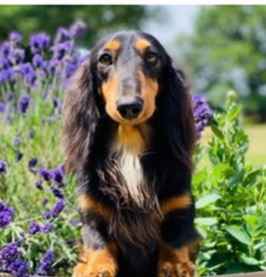 Étalon Teckel poil long - luna caprese Gato del sol